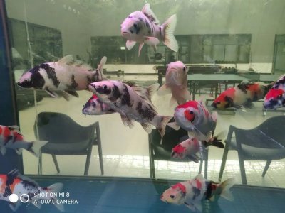 ​正版“1357养鱼法”，在这里啦