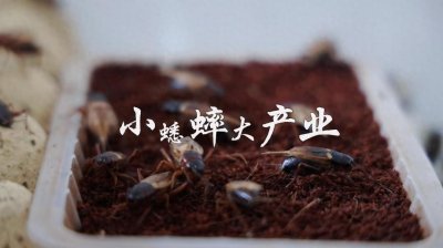 ​农村暴利家庭养殖，10平方地方就能养，40-45天出栏，年赚800万！