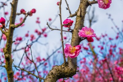 ​张打油：我其实是来搞笑的