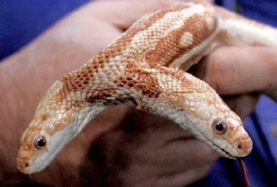 ​百年难遇的双头蛇，你见过吗？