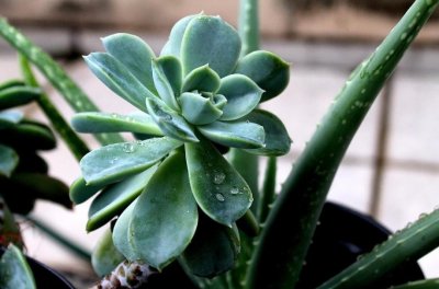 ​每日一花6.24：石莲：宝石花