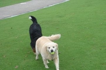 中国青藏高原不只有藏獒,还有这更壮的昆仑山脉犬