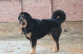 中国青藏高原不只有藏獒,还有这更壮的昆仑山脉犬