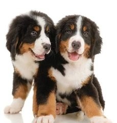 中国青藏高原不只有藏獒,还有这更壮的昆仑山脉犬