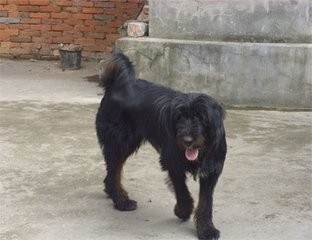 中国青藏高原不只有藏獒,还有这更壮的昆仑山脉犬