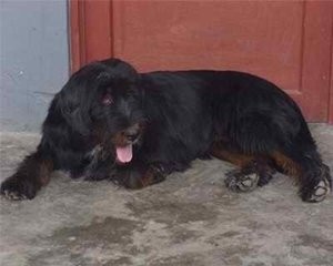 中国青藏高原不只有藏獒,还有这更壮的昆仑山脉犬