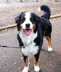 中国青藏高原不只有藏獒,还有这更壮的昆仑山脉犬