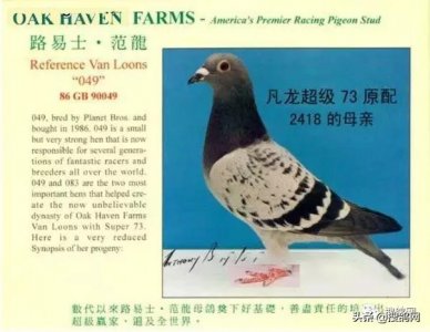 ​凡龙超级73及其冠军后代