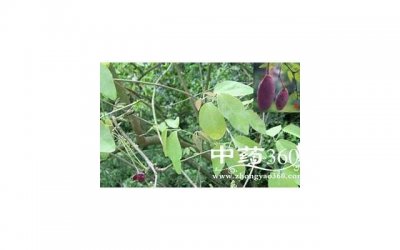 ​康自善西梅汁是否有减肥效果？康自善西梅汁的功效与作用