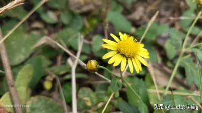 ​这二十句菊花诗，句句家喻户晓