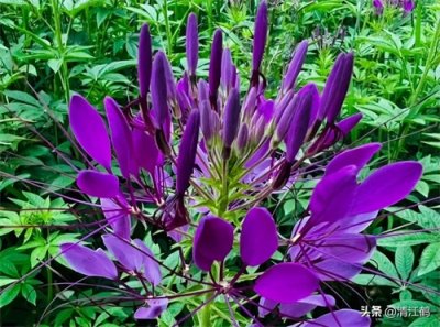 ​“夏夜之花”醉蝶花淡妆浓抹总相宜，背后隐藏着3种厉害用途