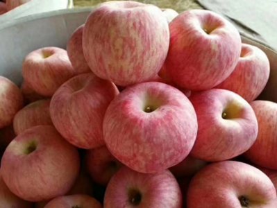 ​太行山上-富岗苹果