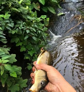 ​深山小溪现罕见大群德国镜鲤，探秘这一神秘物种