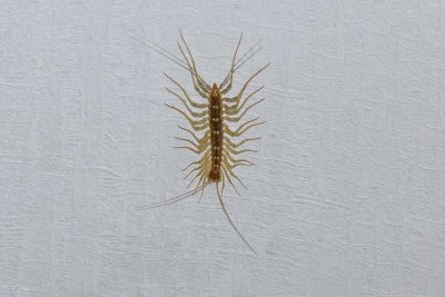 ​卧室出现草鞋虫怎么办？草鞋虫跑到卧室是什么原因？