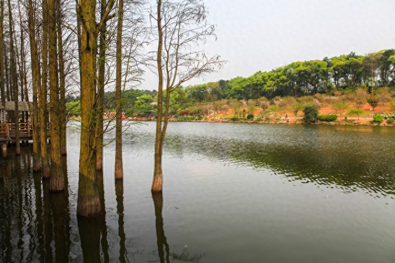 天然的大氧吧，湖南省森林植物园，也叫长沙植物园