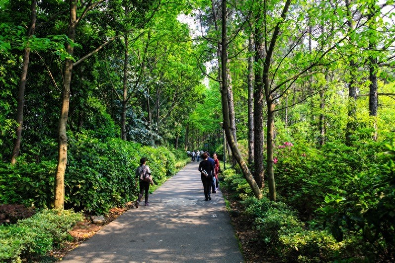 天然的大氧吧，湖南省森林植物园，也叫长沙植物园
