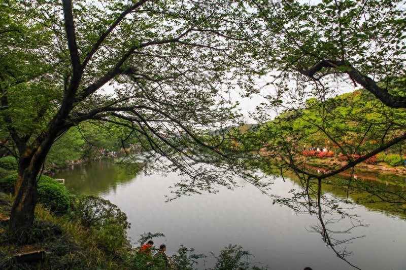 天然的大氧吧，湖南省森林植物园，也叫长沙植物园
