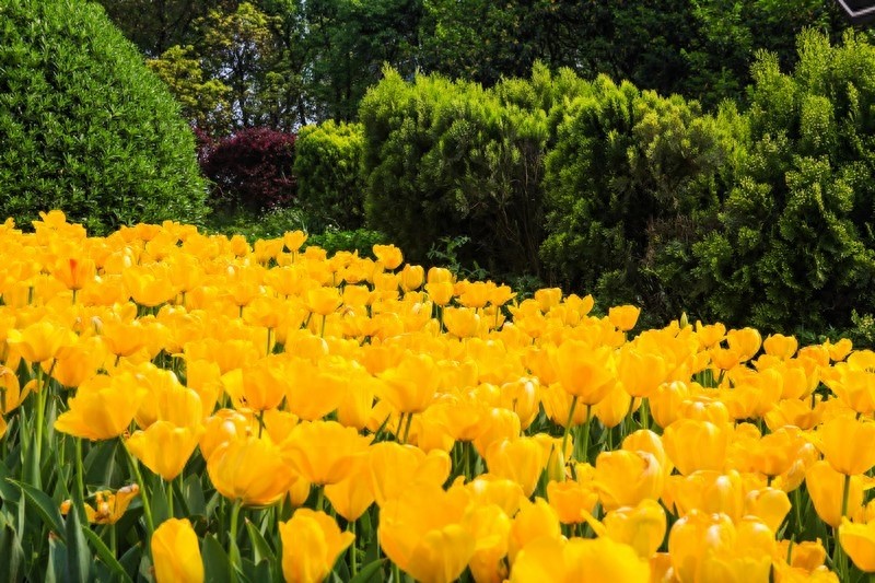 天然的大氧吧，湖南省森林植物园，也叫长沙植物园