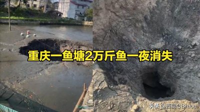 ​真相是什么？重庆一鱼塘2万斤鱼和水一夜消失，网友猜测：有古墓