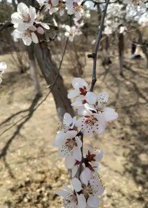 ​长春御花园—蕴藏在城市中的“皇家花园”