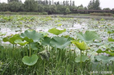 ​一渠清水救活一座城市！这里喝上了南水北调的第一口水