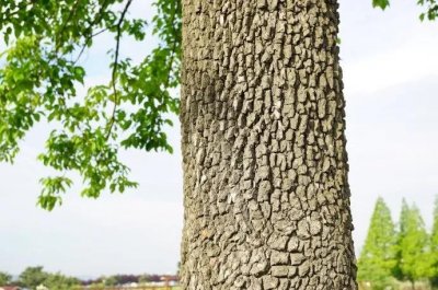 ​毛梾，中国罕见的古老树种