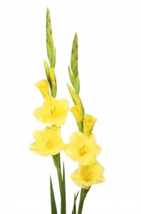 ​常见花卉——剑兰花