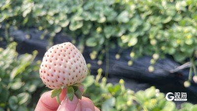 ​每斤批发价18—50元！青岛这里红、白草莓抢“鲜”上市