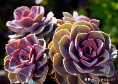 ​不应被遗忘的多肉紫珍珠，好养易上色，养成老桩后颜色紫红超好看