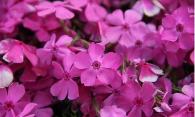 ​每日一花：花语若和你意我深感幸福的芝樱花