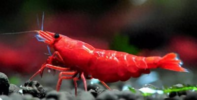 ​漂亮的极火虾~