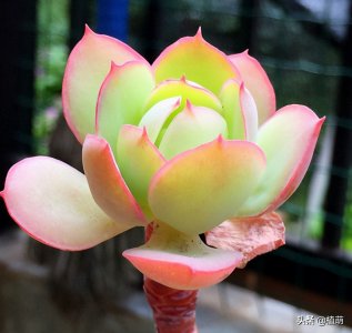 ​懂多肉碧桃的花友，都是这么养碧桃，难怪碧桃挺拔，叶色又黄又透