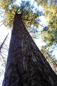 ​栋梁之材——红松