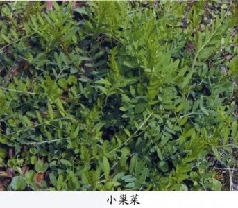 ​小巢菜，别称硬毛果野豌豆