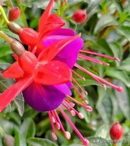 ​分享美丽的花花——倒挂金钟