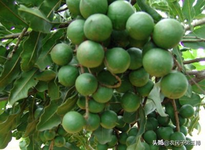 ​澳洲坚果果树徒长不挂果？幼龄树与成龄树的整形修剪马虎不得