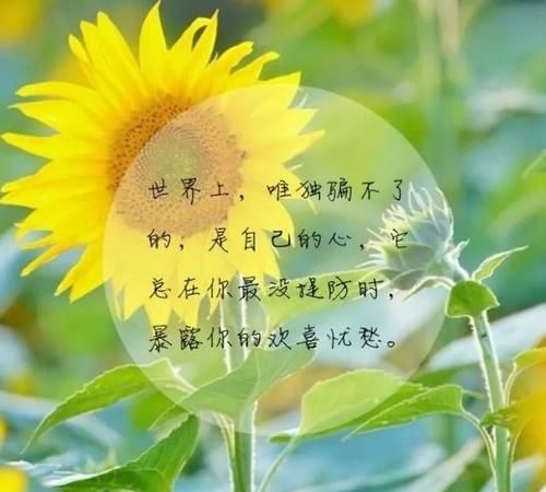 发朋友圈的精美短句子