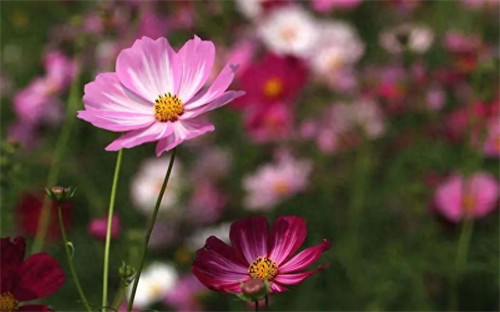 秒杀抢购火爆的句子(秒杀活动的宣传语句)