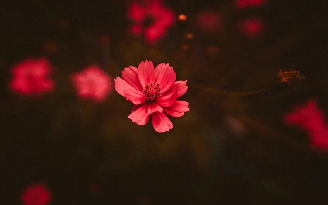 秒杀抢购火爆的句子(秒杀活动的宣传语句)