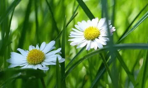 关于春天的句子有什么,一年级关于春天的句子图3