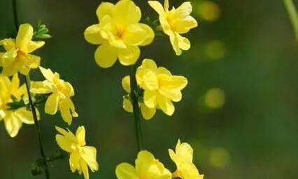 关于春天的句子有什么,一年级关于春天的句子图2