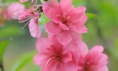 ​关于春天的句子有什么,一年级关于春天的句子