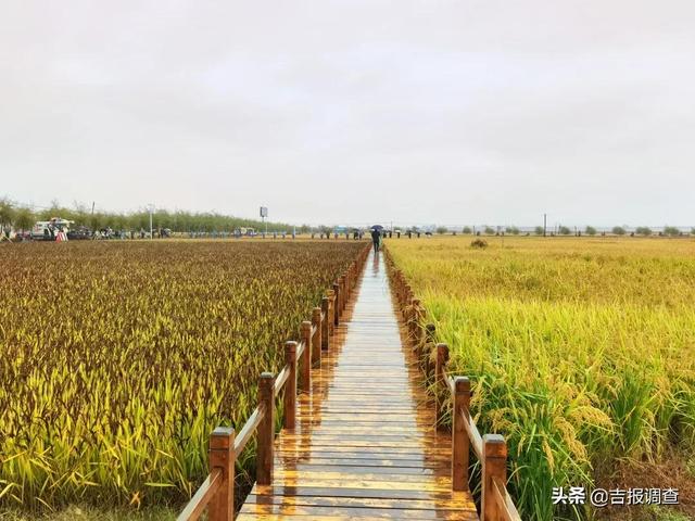 牛年即将过去迎接虎年的句子，站在虎年回望牛年(6)