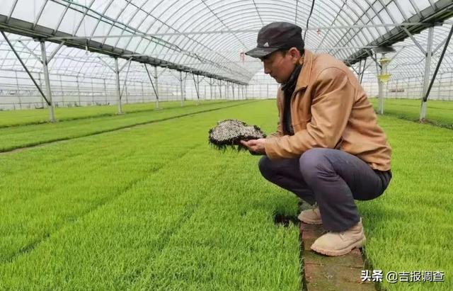 牛年即将过去迎接虎年的句子，站在虎年回望牛年(5)