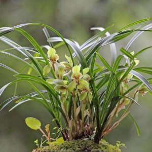 ​“三重一大”事项的内容和范围及工作程序