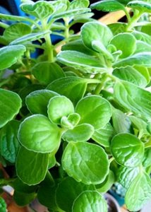 ​一眼辨香：解锁碰碰香的独特密码