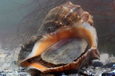 ​红里螺和香螺到底谁才是真正的海螺