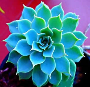 ​常见石莲花品种及其养护要则