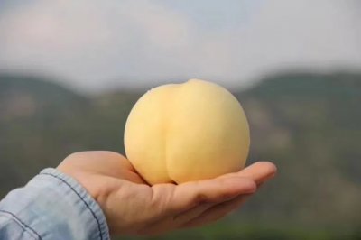 ​打破你对白桃的偏见，又甜又脆又香，直降10元