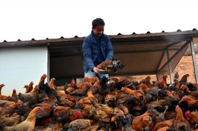 ​地方特有鸡品种、贵州高脚鸡